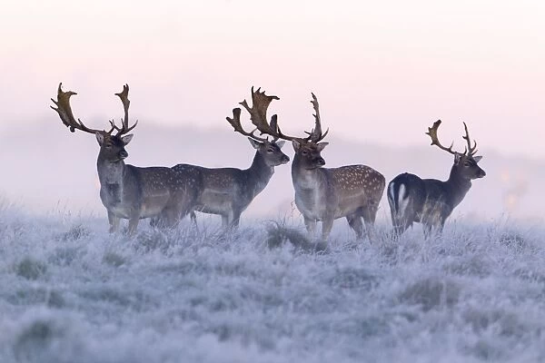 Fallow Deer - buck - four standing alert on frost covered meadow - at dawn - during the rut - Seeland - Denmark