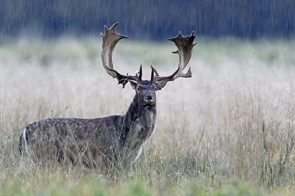 Fallow Deer - buck standing alert in the rain - during the rut - Seeland - Denmark