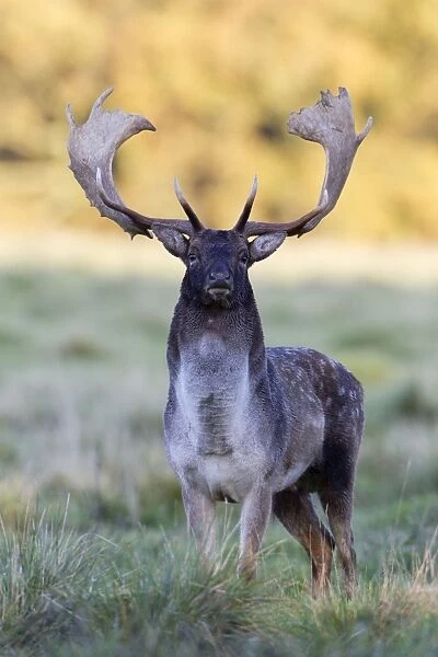 Fallow Deer - buck standing alert - during the rut - Seeland - Denmark