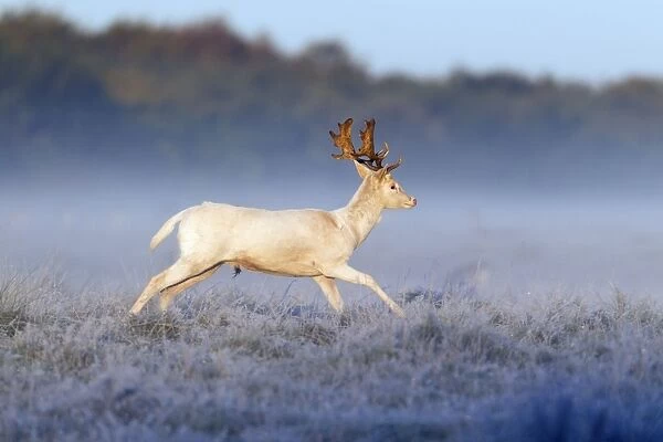 Fallow Deer - buck with white coat running across frost covered meadow during the rut - Seeland - Denmark