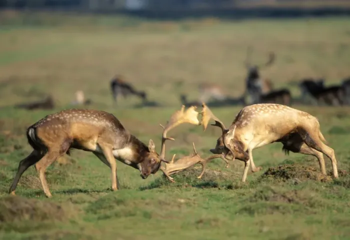 Framed Print : Fallow Deer - bucks fighting during Rut Framed Print : Fallow Deer - bucks fighting during Rut