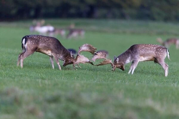 Fallow Deer - two bucks fighting - during the rut - Seeland - Denmark