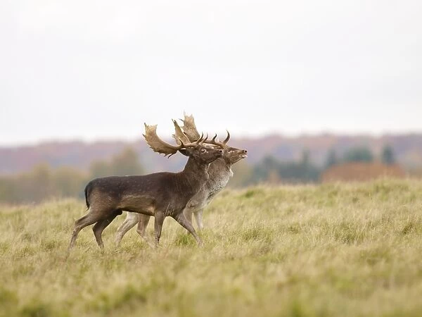 Fallow deer - bucks rut behaviour - Klambenborg - Denmark