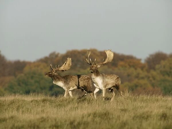 Fallow deer - bucks rut behaviour - Klambenborg - Denmark