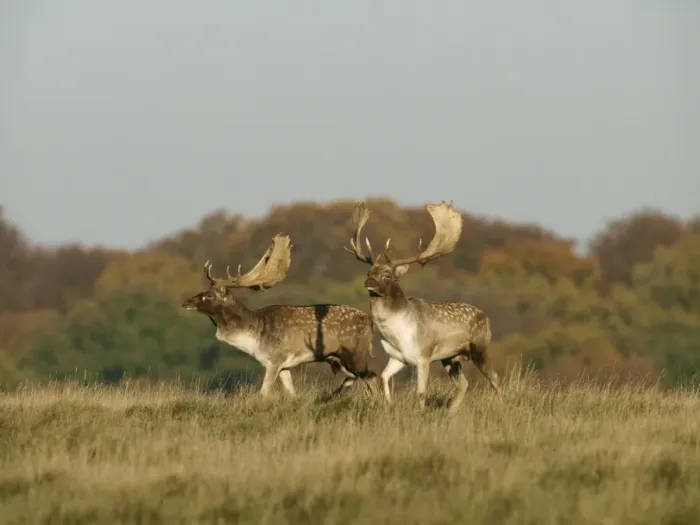 Framed Print : Fallow deer - bucks rut behaviour - Klambenborg - Denmark