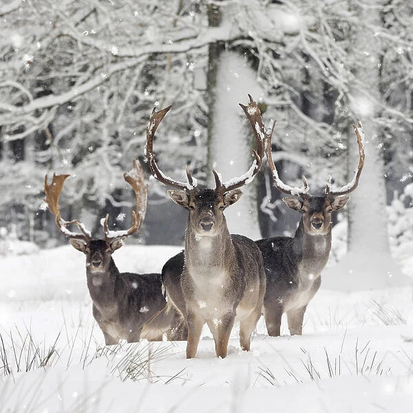 Fallow Deer - bucks in snow covered forest - Germany