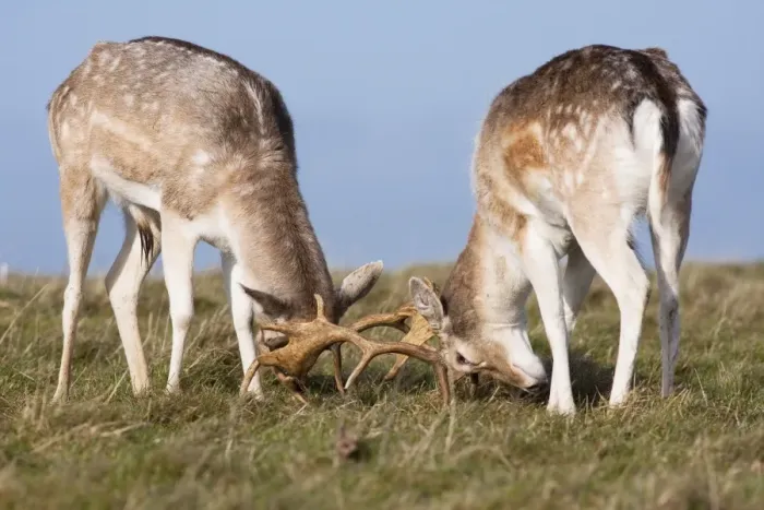 Framed Print : Fallow Deer - Two bucks testing each other's strength, Wiltshire, England, UK Framed Print : Fallow Deer - Two bucks testing each other's strength, Wiltshire, England, UK