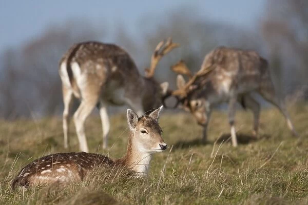 Fallow Deer - Doe in the foreground with rutting bucks head-to-head in the background. England, UK