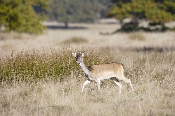 Fallow Deer - hind on the move - Petworth park UK 007023