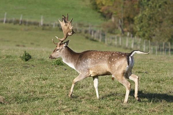 Fallow deer - male. France