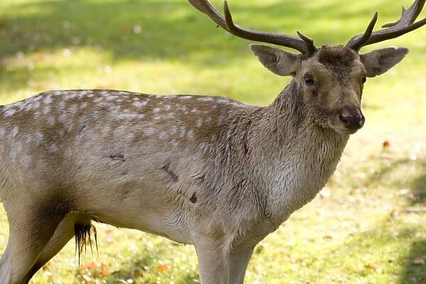 Fallow Deer - male showing wounds sustained during rut - UK
