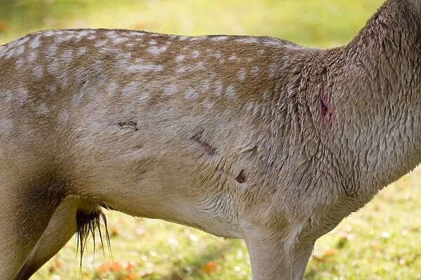 Fallow Deer - male torso showing wounds sustained during rut - UK