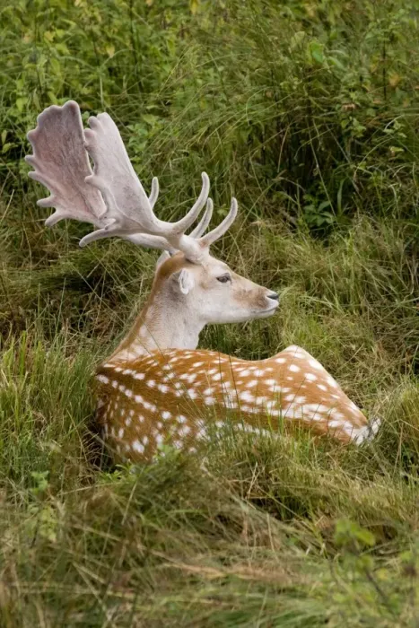 Framed Print : Fallow Deer - male in velvet - resting in undergrowth - UK Framed Print : Fallow Deer - male in velvet - resting in undergrowth - UK