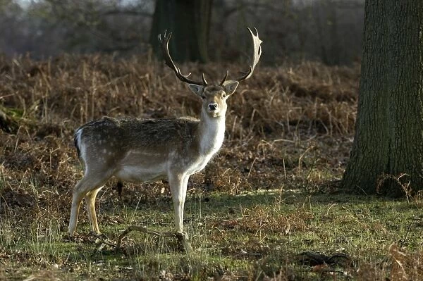 Fallow Deer - Mature male, the winter coat is more uniform grey with less distinct spots. UK. December