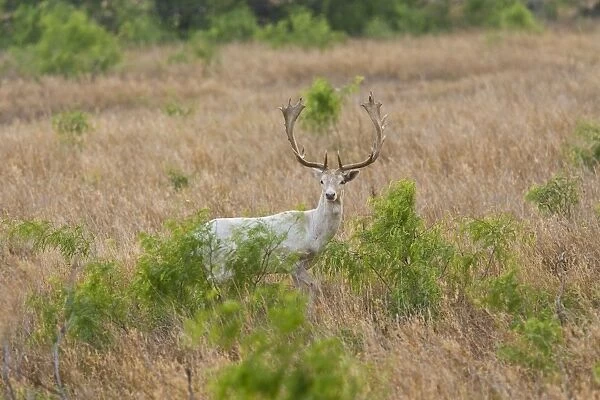 Fallow Deer - Native to the Mediterranean region of Europe and Asia Minor, fallow deer are the most widely kept of the worldis deer and have been introduced to all inhabited continents. South Texas