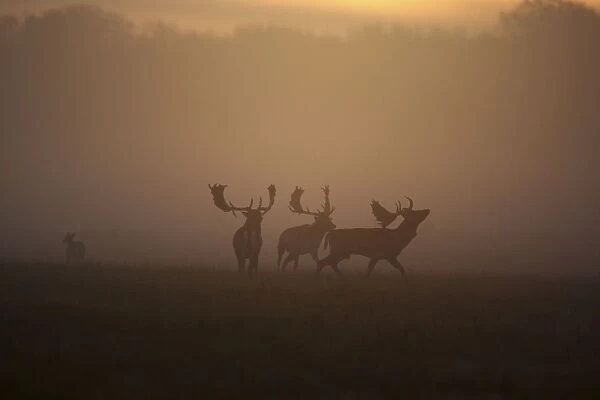 Fallow Deer - rutting deer bucks at sunrise - Denmark