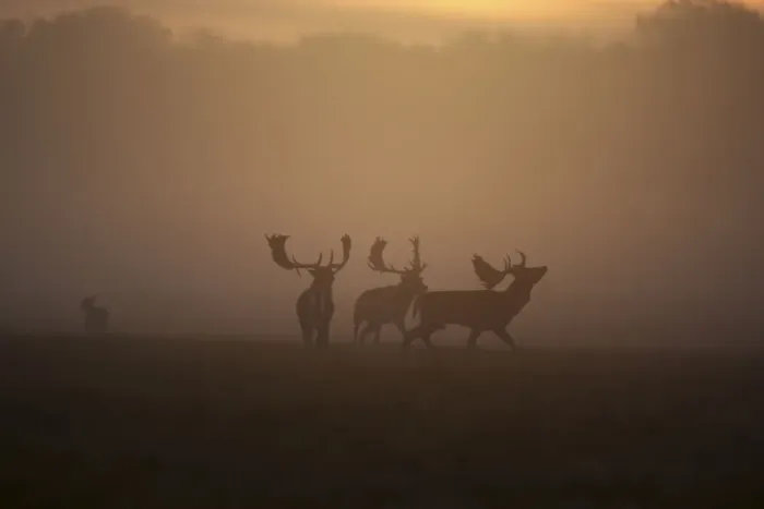 Framed Print : Fallow Deer - rutting deer bucks at sunrise - Denmark Framed Print : Fallow Deer - rutting deer bucks at sunrise - Denmark