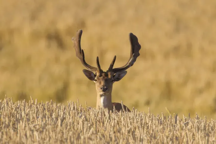 Framed Print : Fallow Deer stag corn field 37 Framed Print : Fallow Deer stag corn field 37