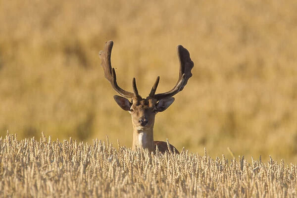 Fallow Deer, - stag in a corn field - Sweden Date: 21-Jul-14