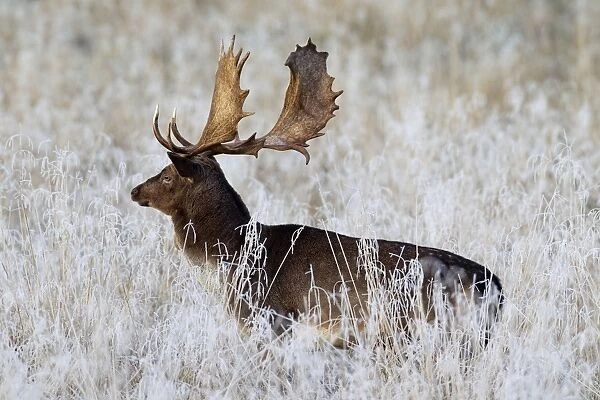 Fallow Deer stag in frozen landscape