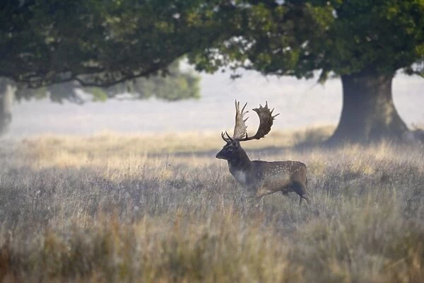 Fallow Deer - stag in mist at sunrise - Petworth Park UK 007903
