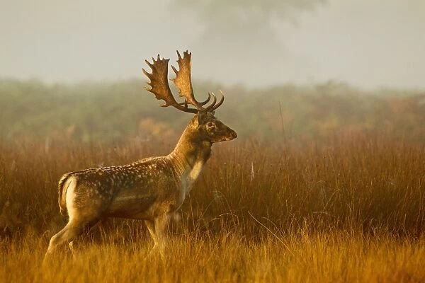 Fallow Deer - stag in mist at sunrise - Richmond Park UK 14993