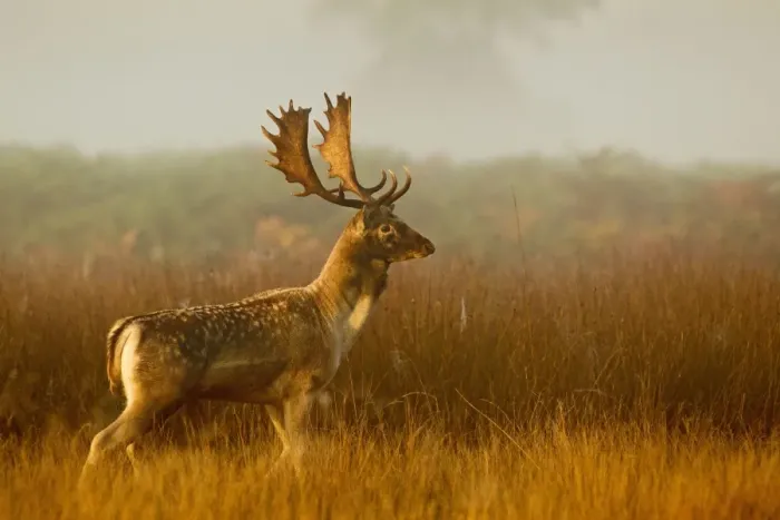 Framed Print : Fallow Deer - stag in mist at sunrise - Richmond Park UK 14993 Framed Print : Fallow Deer - stag in mist at sunrise - Richmond Park UK 14993