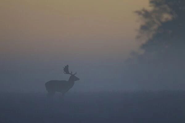 Fallow Deer stag in morning mist