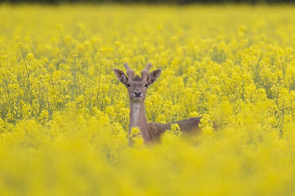 Fallow Deer - stag in rape field - Germany