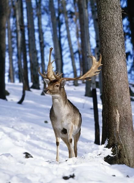 Fallow Deer Stag, standing in snow