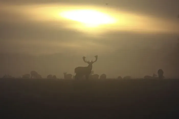 Framed Print : Fallow Deer - at sunrise - Denmark Framed Print : Fallow Deer - at sunrise - Denmark