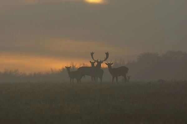Fallow Deer - at sunrise - Denmark