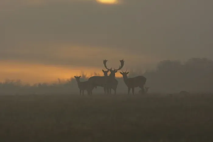 Framed Print : Fallow Deer - at sunrise - Denmark Framed Print : Fallow Deer - at sunrise - Denmark