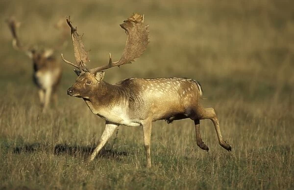 Fallow Deer -UK - Male in rut - Central Europe - Iberia - British Isles - Southern Sweden - Introduced elsewhere - Form leks for breeding in UK - Deciduous and mixed woodland