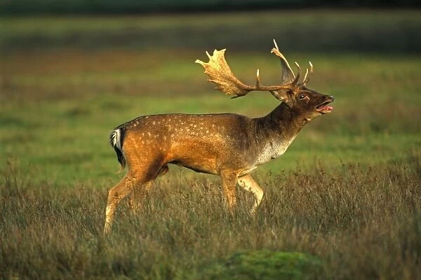Fallow Deer -UK - Male in rut on Lek - Central Europe - Iberia - British Isles - Southern Sweden - Introduced elsewhere - Form leks for breeding in UK - Deciduous and mixed woodland