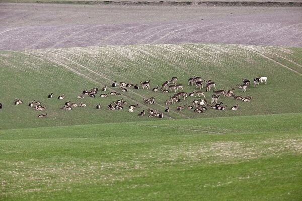 Fallow Deer- in wheat field showing crop damage - Hertfordshire UK 9888