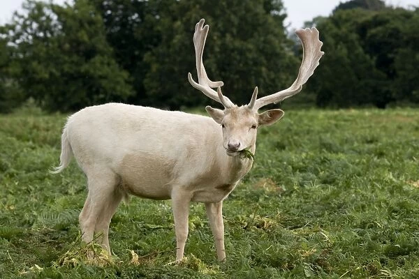 Fallow Deer - white male in velvet - grazing on bracken - UK