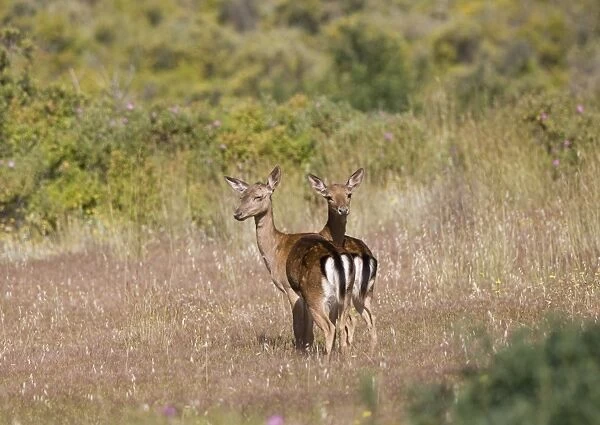 Fallow Deer in the wild Rhodes Greece May