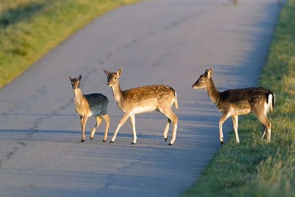 Fallow Deer - three young animals crossing road - Seeland - Denmark
