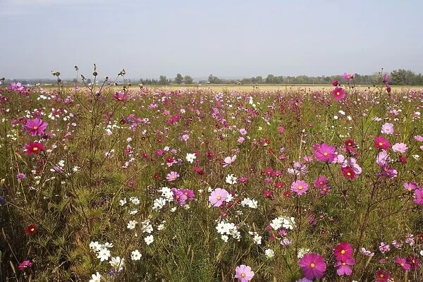 Fallow Land - wild flowers including Cosmos and cornflowers Instigated by the co-operation of hunters and farmers in Haute Saone - Province of Luxeuil