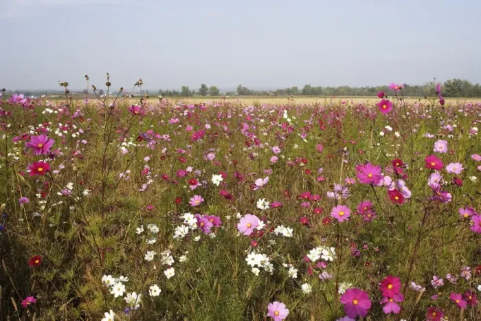 Framed Print : Fallow Land - wild flowers including Cosmos and cornflowers Instigated by the co-operation of hunters and farmers in Haute Saone - Province of Luxeuil Framed Print : Fallow Land - wild flowers including Cosmos and cornflowers Instigated by the co-operation of hunters and farmers in Haute Saone - Province of Luxeuil