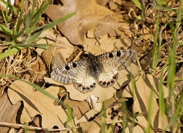 False Apollo butterfly - female settled on leaf in the sun; Taurus Mountains, south Turkey