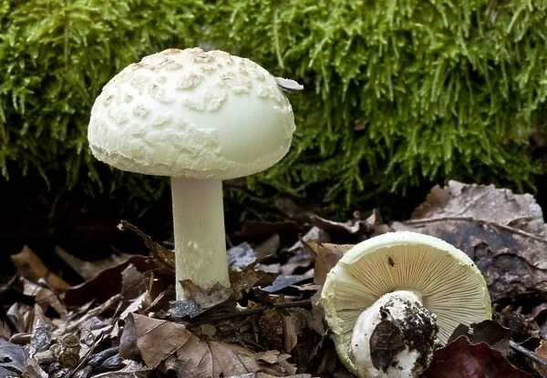 False Death-Cap - in old woodland - New Forest
