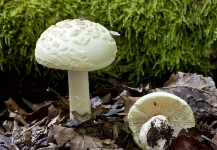 Framed Print : False Death-Cap - in old woodland - New Forest Framed Print : False Death-Cap - in old woodland - New Forest