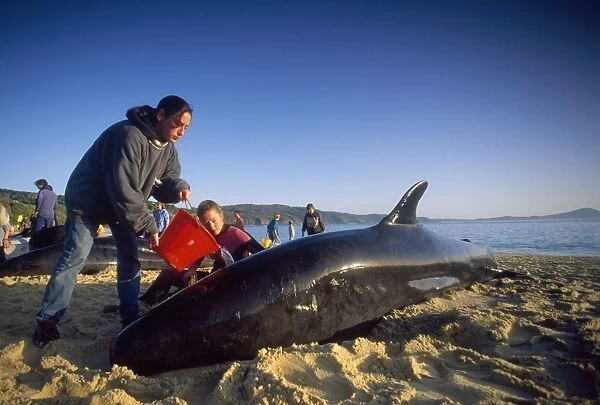 False Killer Whale - beached, with rescue party