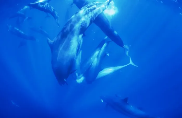 Framed Print : False Killer Whales - sharing tuna prey Framed Print : False Killer Whales - sharing tuna prey