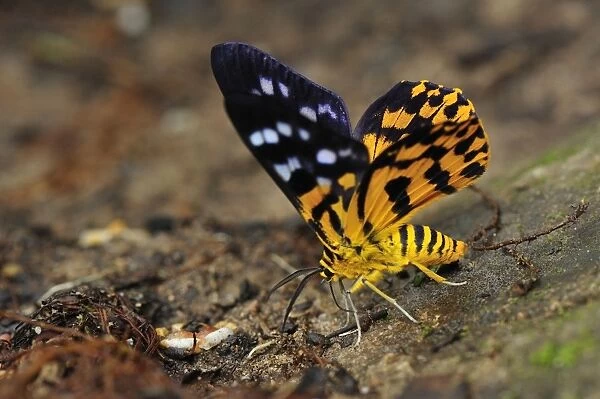 False Tiger Moth - day flying moth - Gunung Leuser National Park - Northern Sumatra - Indonesia