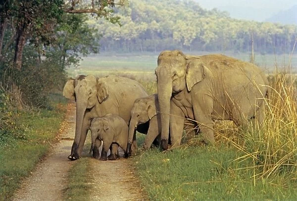 Family of Indian  /  Asian Elephants on the jungle track, Corbett National Park, India