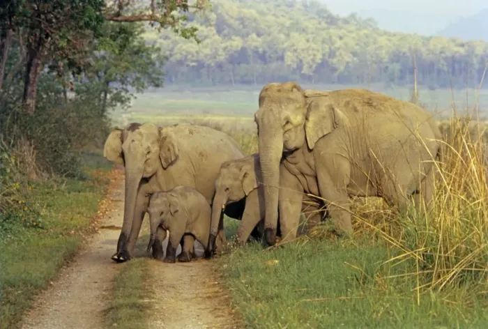 Framed Print : Family of Indian / Asian Elephants on the jungle track, Corbett National Park, India Framed Print : Family of Indian / Asian Elephants on the jungle track, Corbett National Park, India