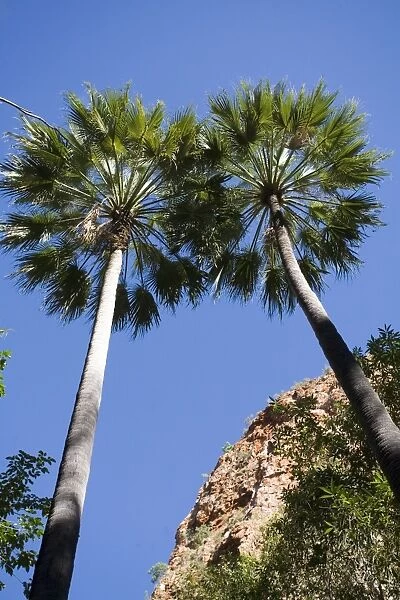 Fan Palm Found in the far northeast of Western Australia. At a gorge on the El Questro cattle station, Kimberley, Western Australia